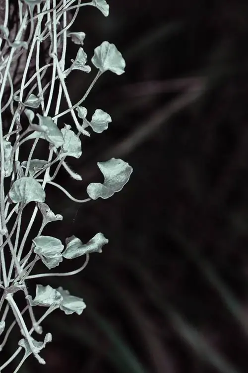 Planta lluvia plateada: así funciona perfectamente la decoración del balcón