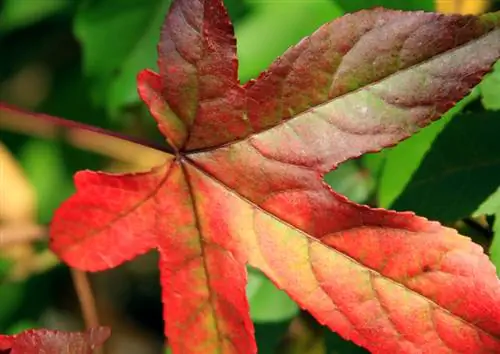 Dal verde al fuoco: l'affascinante colorazione delle foglie dell'albero Sweetgum