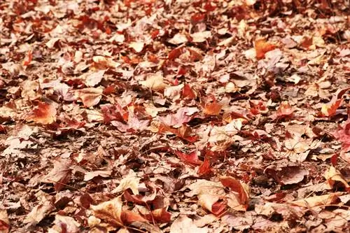 Sweet gum leaves fertilizer