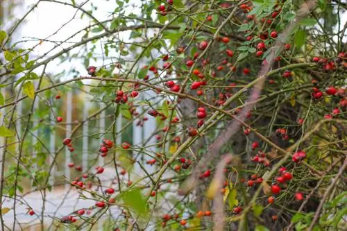 Erškėtuogių kirpimas: optimalaus žydėjimo patarimai