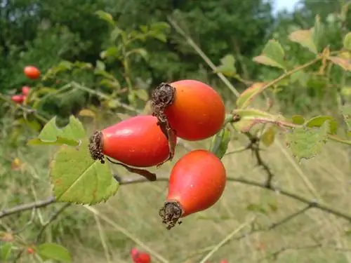 Rosehip dog