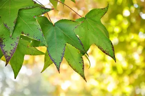 Sweet gum: diseases, pests and possible problems