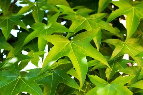 Growing the sweetgum tree as a bonsai