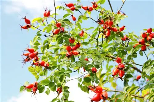 Harvesting rose hips: The best time and helpful tips