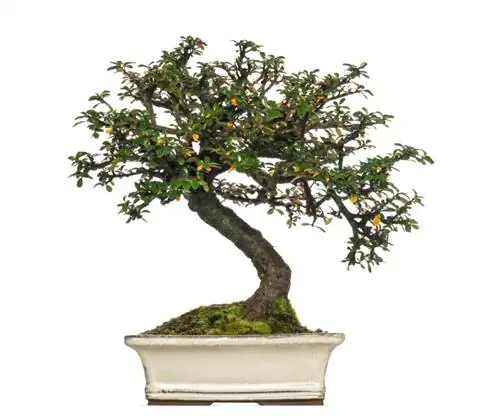 Bonsai ya Cotoneaster