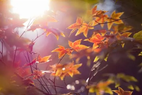 Sweetgum drevo jeseni