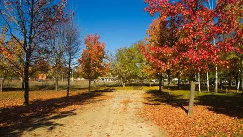 Sweet gum sun