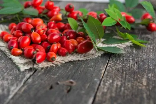 Dog rose and rose hip: Interesting facts about the wild rose bush