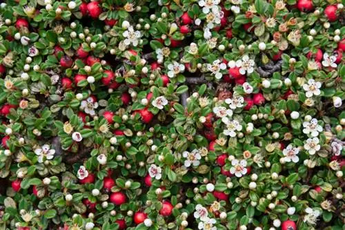 Cotoneaster স্থল কভার