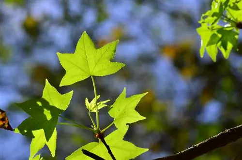 Tenir una cura òptima de l'arbre de goma dolça: consells de cura per a un creixement saludable