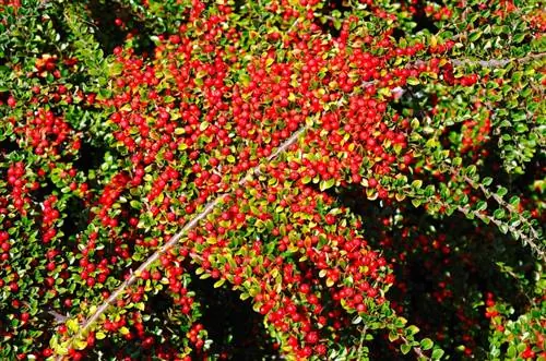 Размножете cotoneaster