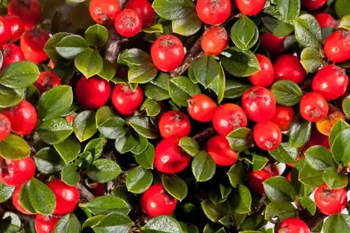 Distanza di semina del Cotoneaster