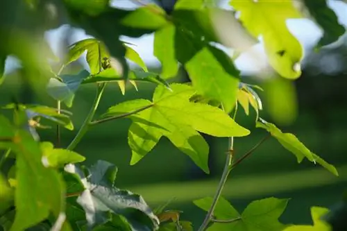 Árbol de liquidámbar en tu propio jardín: instrucciones paso a paso