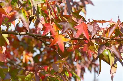 Caracteristicile American Sweetgum