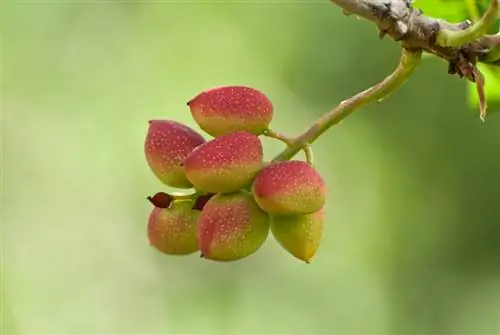 Semi di pistacchio