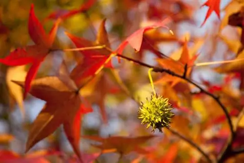 Seminare i semi dell'albero della gomma dolce