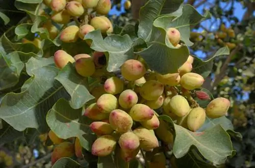 Pokok pistachio tahan lasak