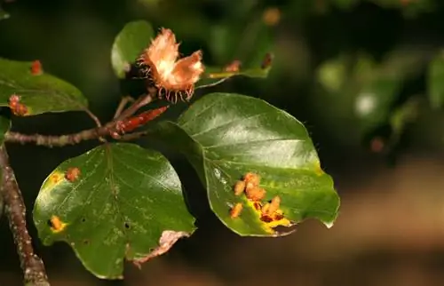 ইউরোপীয় বিচ হেজ রোগ