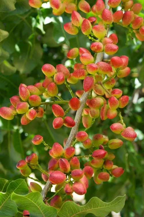 Pokok pistachio di Jerman