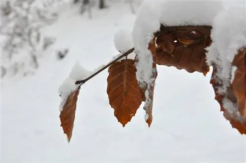 European beech hedge in winter: protection and care for cold days