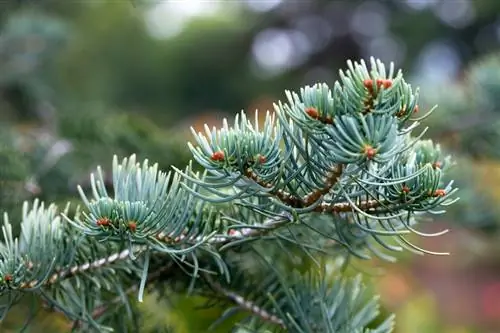 Coloradogran: upptäcka och behandla sjukdomar