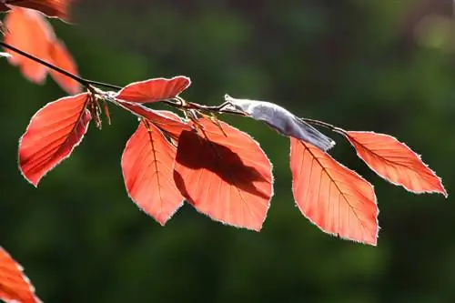 European beech hedge txiav lub sijhawm