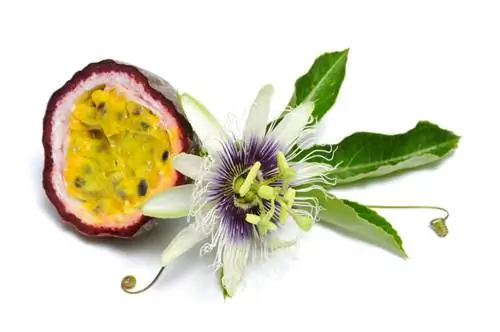 Εποχή Passion fruit: Πότε είναι η καλύτερη στιγμή για να το απολαύσετε;