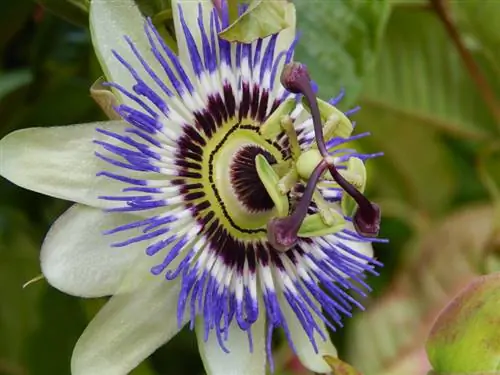 Passion fruit blossom