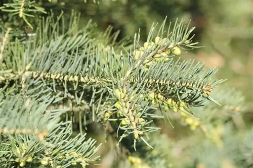 Colorado fir sheds needles