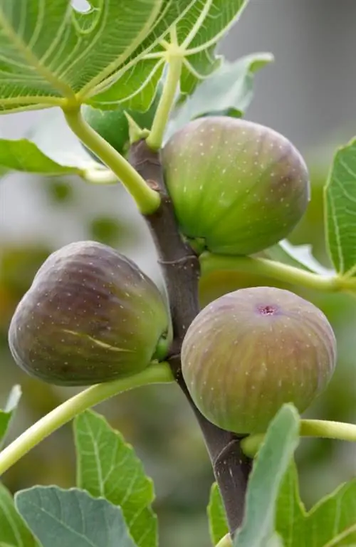 একটি ডুমুর গাছ বৃদ্ধি: ধাপে ধাপে নির্দেশাবলী