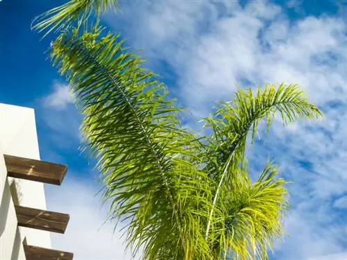 Balcone di palme da cocco