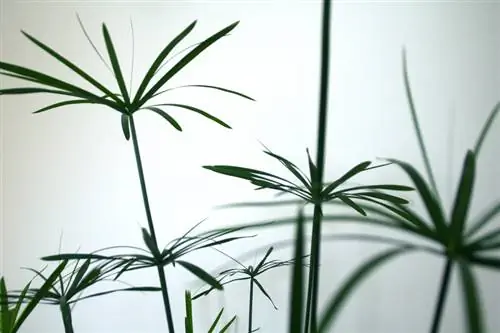 Cyprus grass offshoots: step by step to your own plant