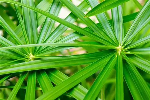 Ciprus gras: Dit is hoe jy die gewilde plant moeiteloos kan vermeerder