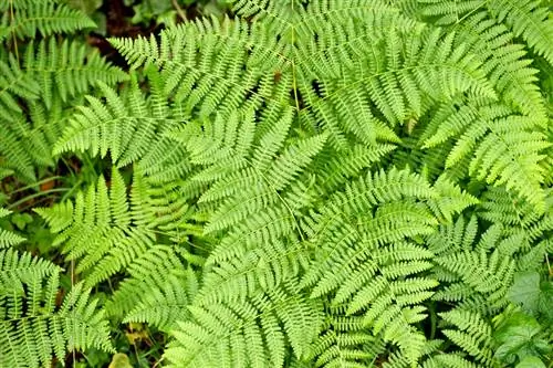 Lady Fern Care: Savjeti za zdrav rast