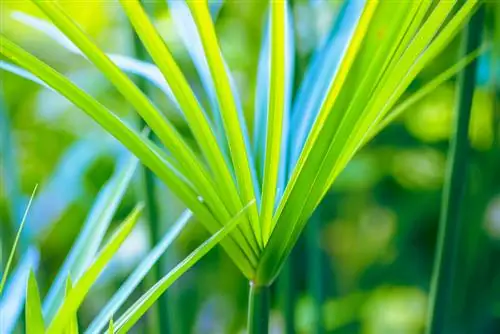 Entretien de l'herbe de Chypre : conseils pour une croissance saine et une beauté