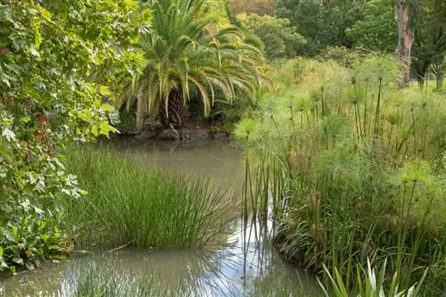 Estany de jardí d'herba de Xipre