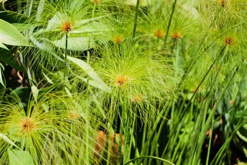 Cyprus grass: Discover the diversity of different species