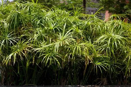 L'herbe de Chypre devient brune