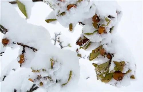 Mišpuľa v zime: Aká je v skutočnosti odolná?