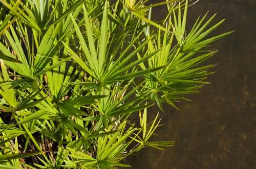 Ciprus gras tuin dam