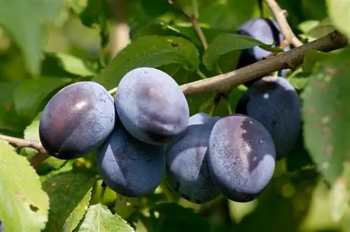 Pagputol ng mga batang plum tree: mga tip para sa malusog na paglaki