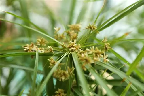 Prendre soin de l'herbe de Chypre : hiverner pour une croissance saine