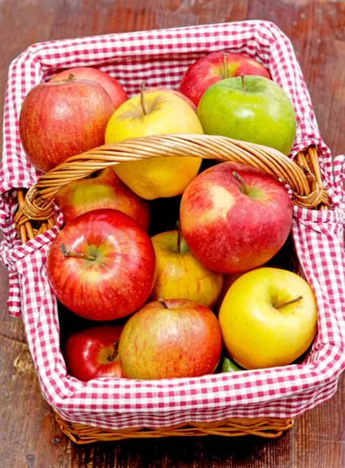 Selecting apple varieties: tips for cultivation and resistance