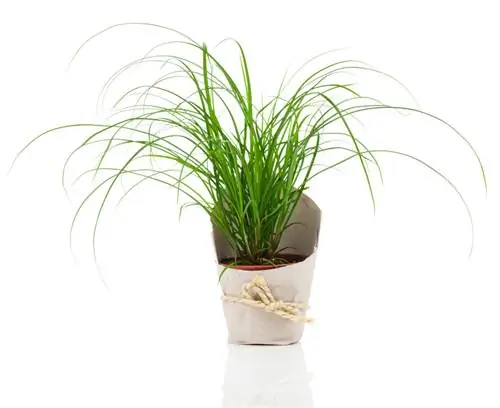 Is Cyprus grass suitable for cats? Risks & alternatives