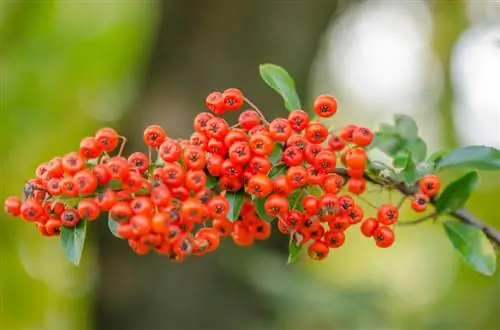 ማባዛት firethorn: ዘዴዎች, ምክሮች እና ዘዴዎች