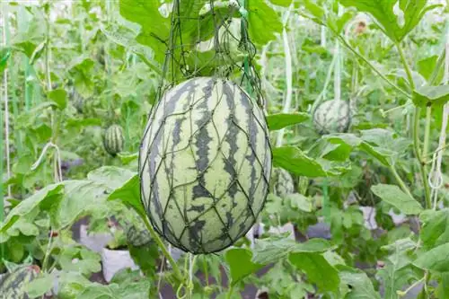 Watermelon in the greenhouse