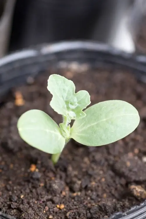 Planting watermelon