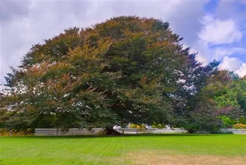 European beech characteristics