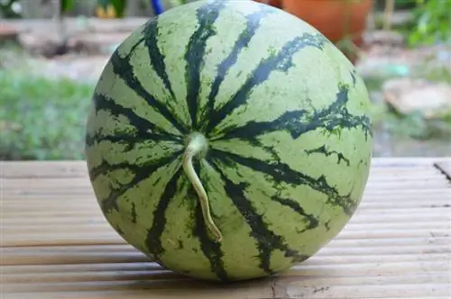 Aina za watermelon