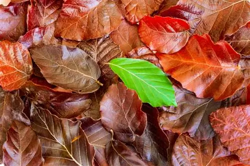 Faggio europeo vs faggio ramato: qual è il migliore per il tuo giardino?